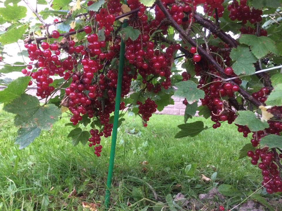 Выращивание штамбовой смородины 58