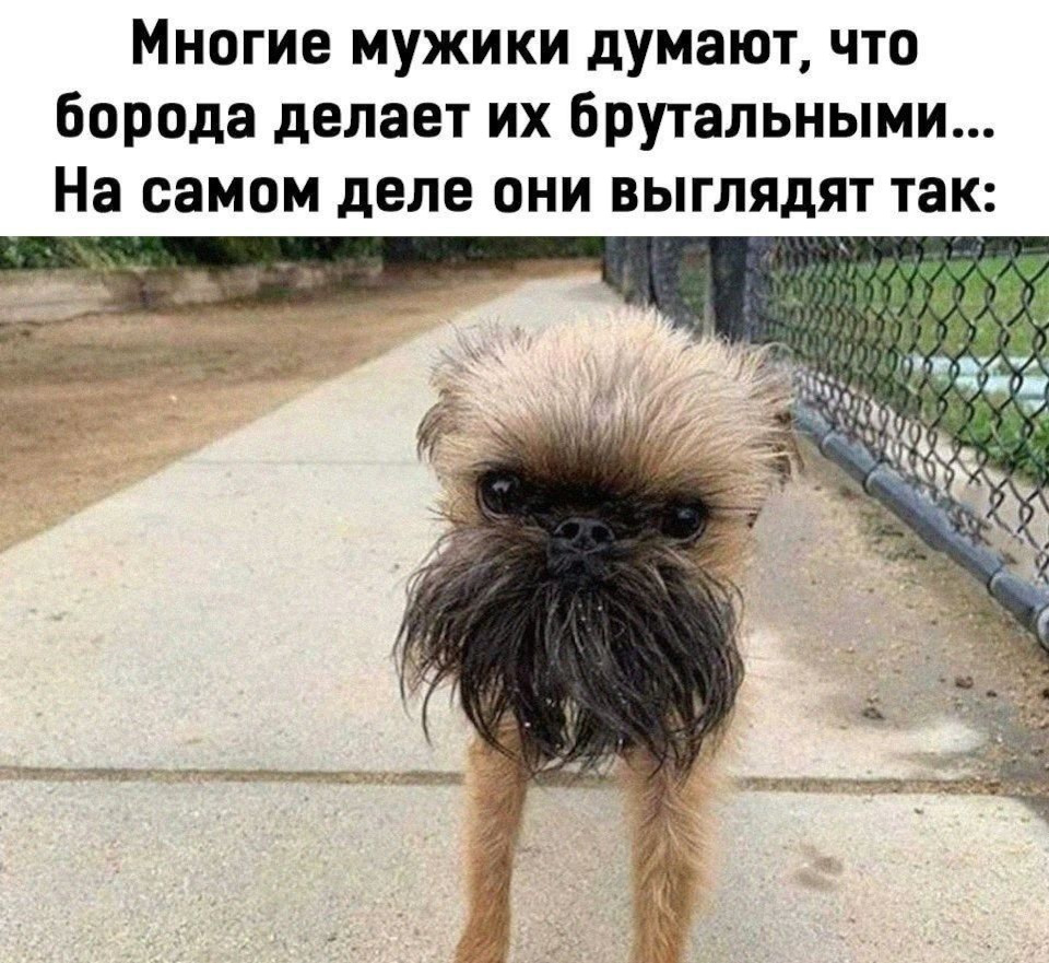 С бородой родится никто не дивится