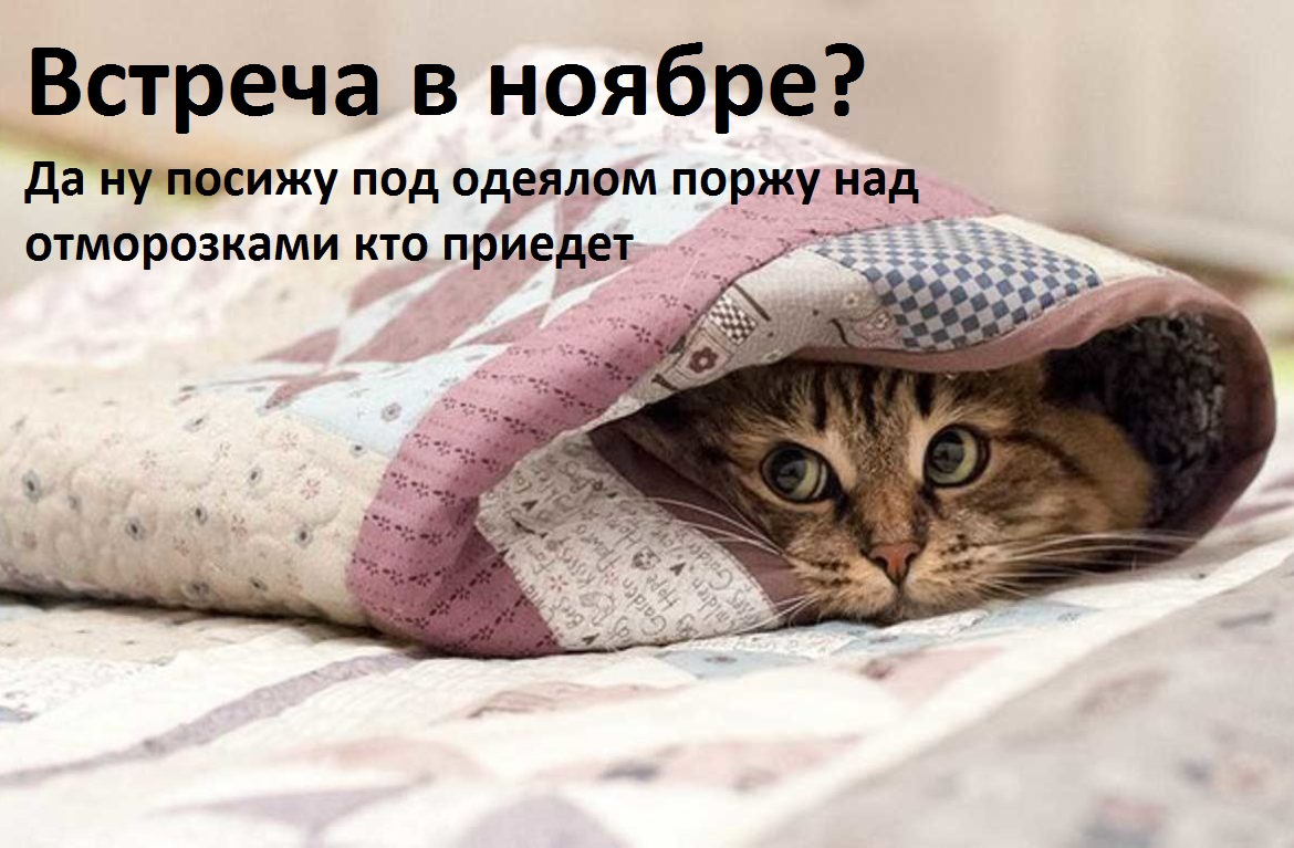 Милый котик в одеяле