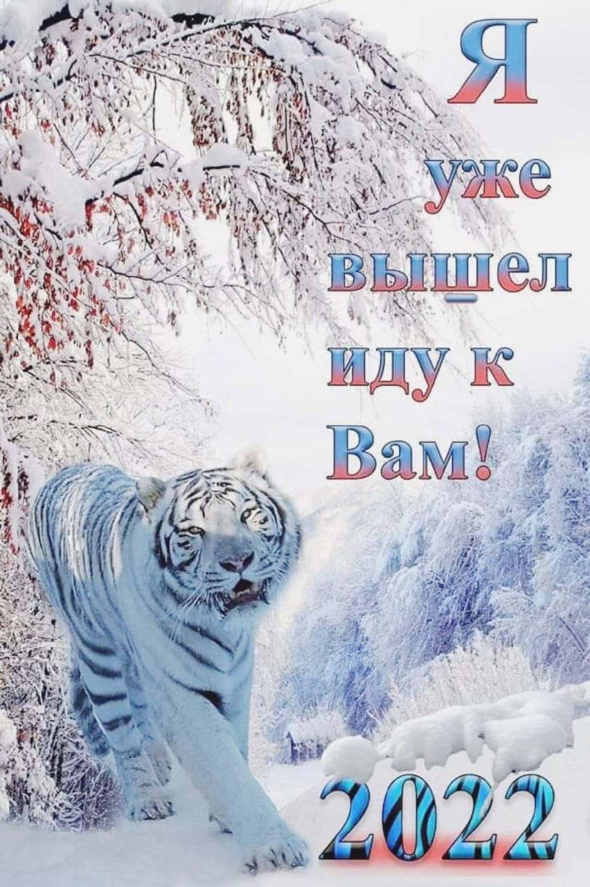 Открытки с тигром
