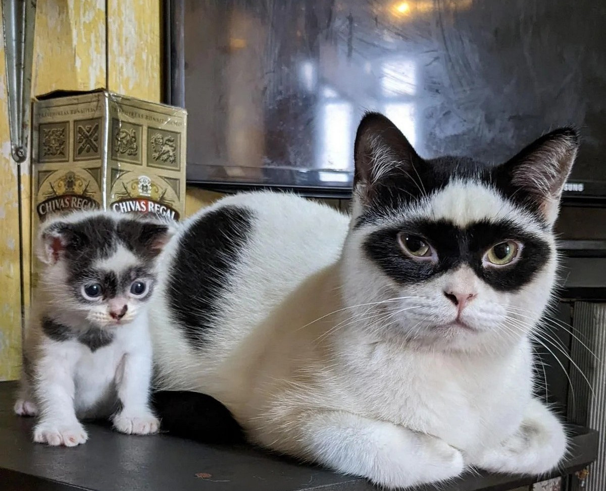 Бандит кот