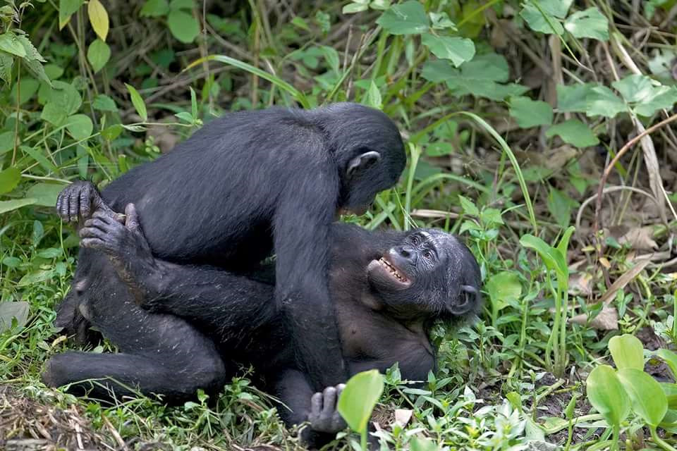 Chimp cock sucking