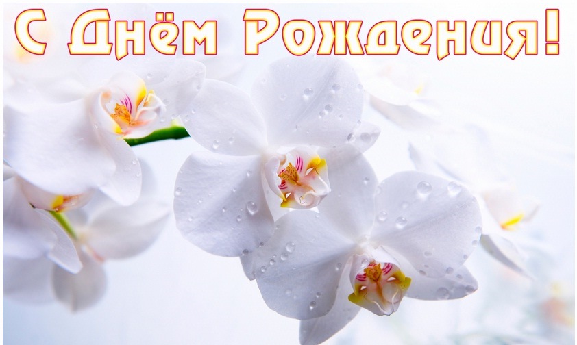 Поздравления С Днем Рождения Орхидея Картинки
