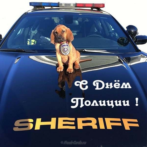 С Днем Полиции Поздравления С Собаками