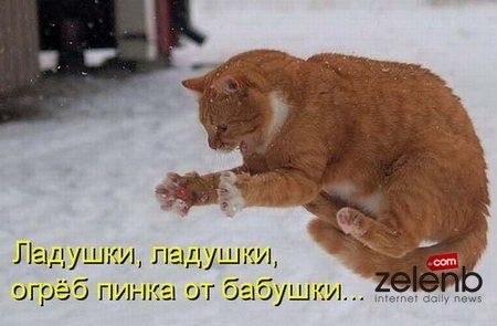 Цветы для клумбы стих Цветы для клумбы стих
