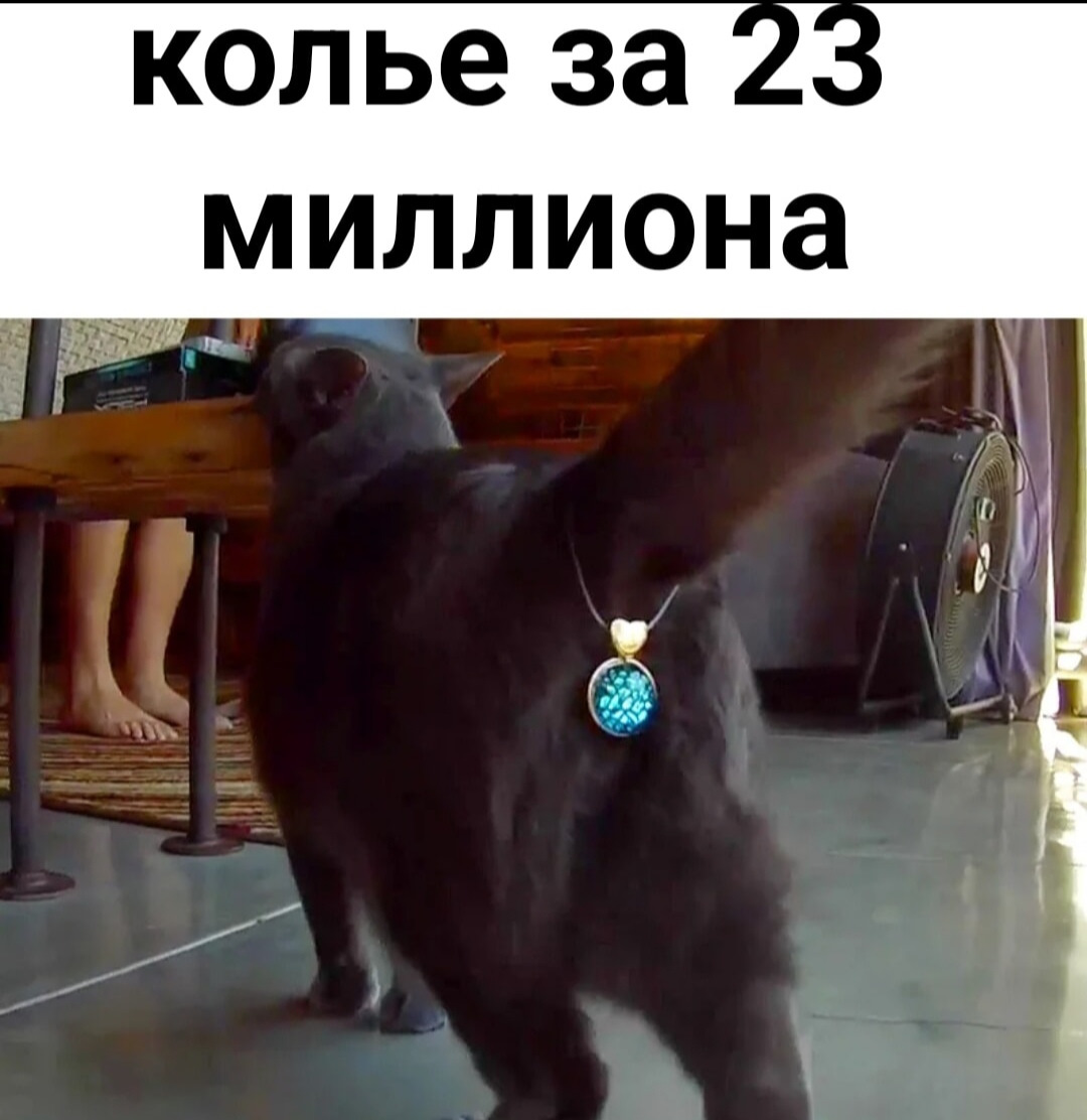 Кошачьей жопы