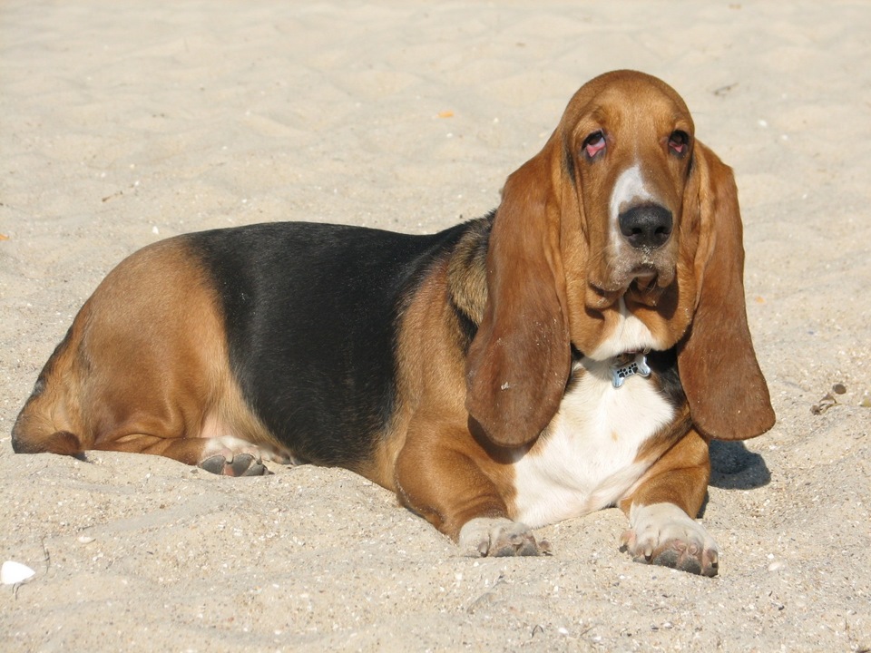 Basset hound lick