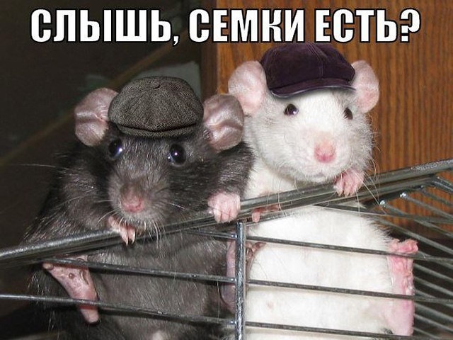 Мышь в каске фото
