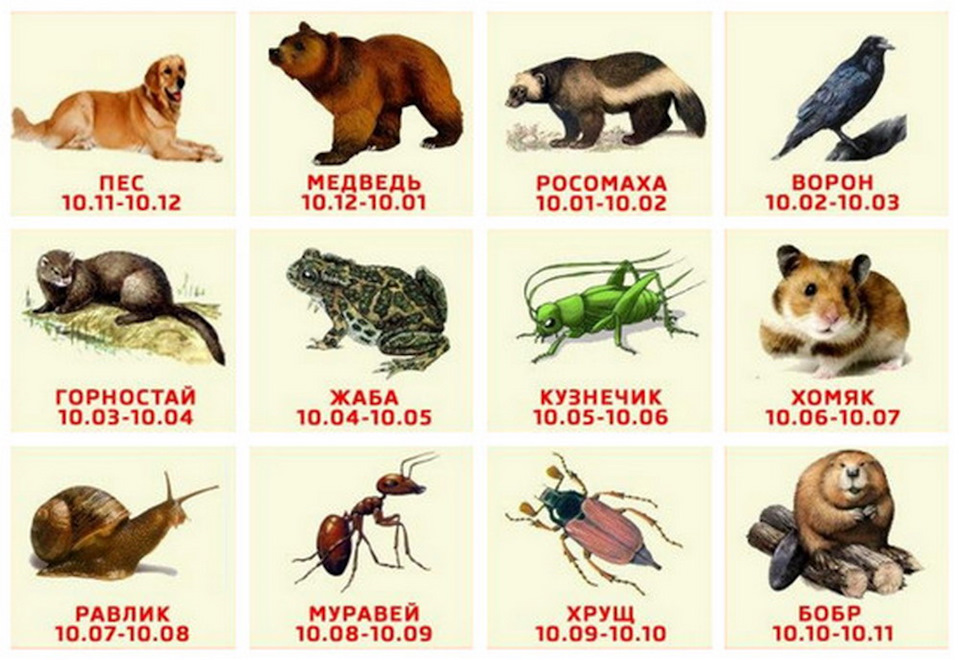 Русский Гороскоп Животных