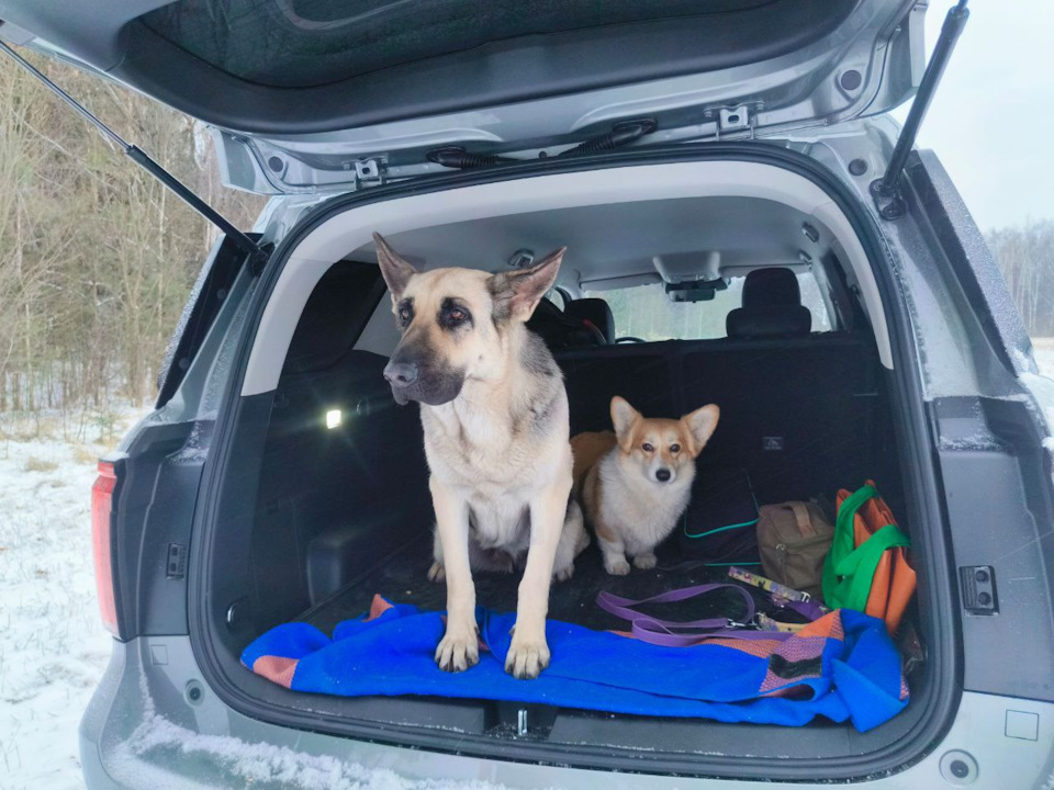 Теперь в лес можно заехать, а не идти до него. — Haval H5 (2G)