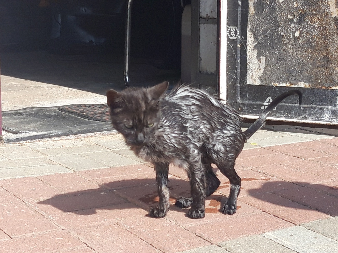 Установка фар RS — Chevrolet Camaro VI, 2 л, 2016 года | тюнинг | DRIVE2