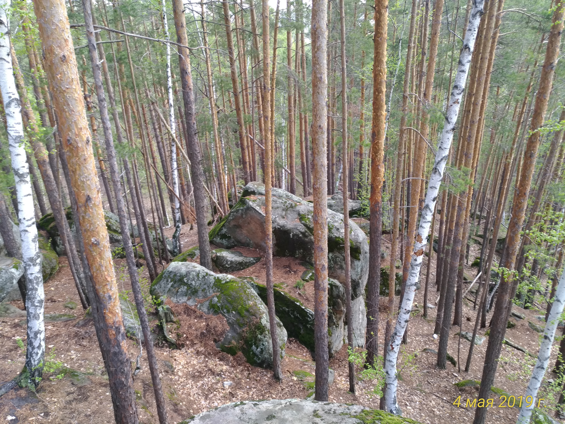 Рачеевский бор фото