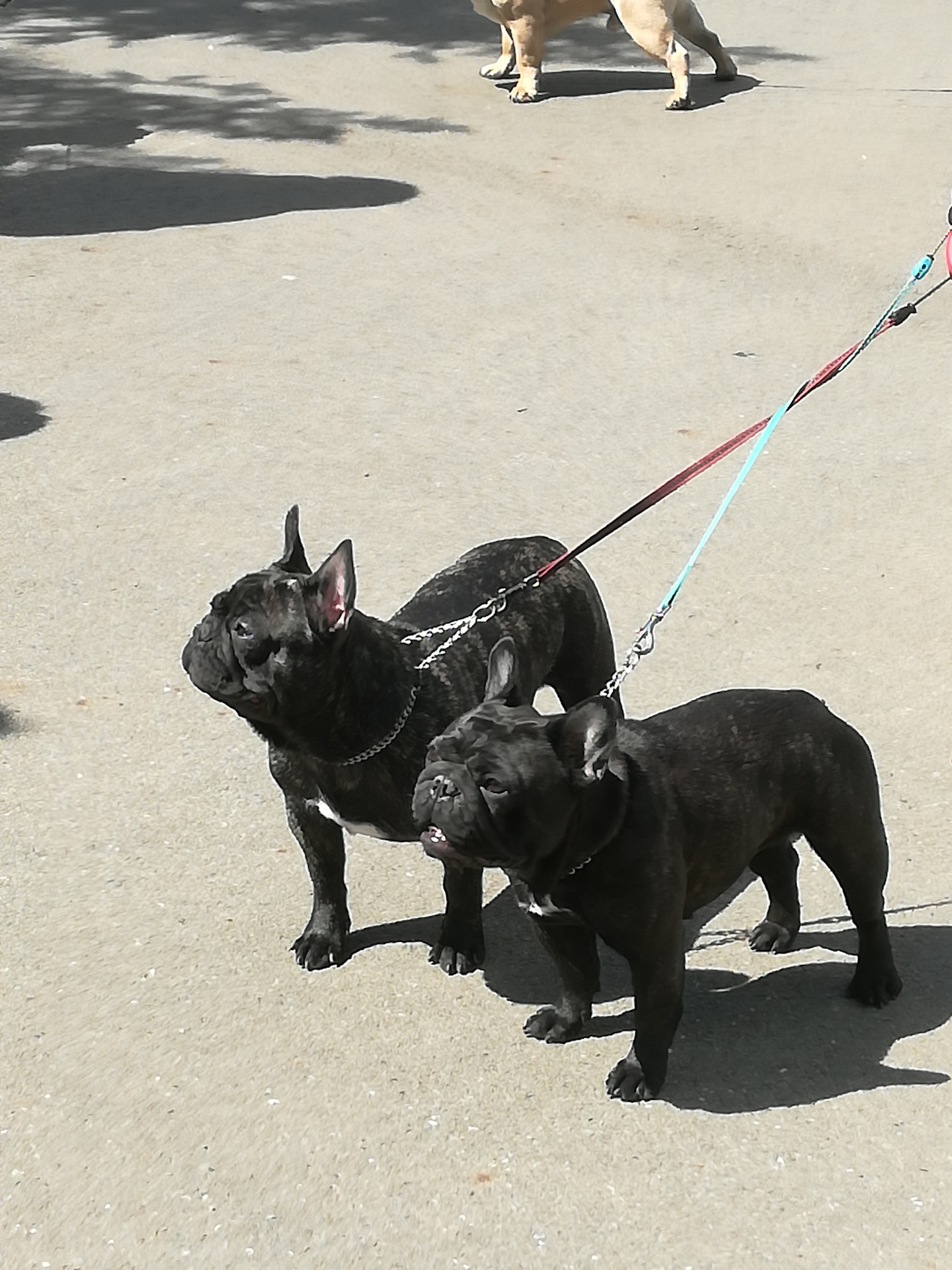 Выставка собак сарапул. Выставка собак сарапул 2016 фото. Выставка собак россия 2023. Перецвет йорка по месяцам. Сарапул собаки.