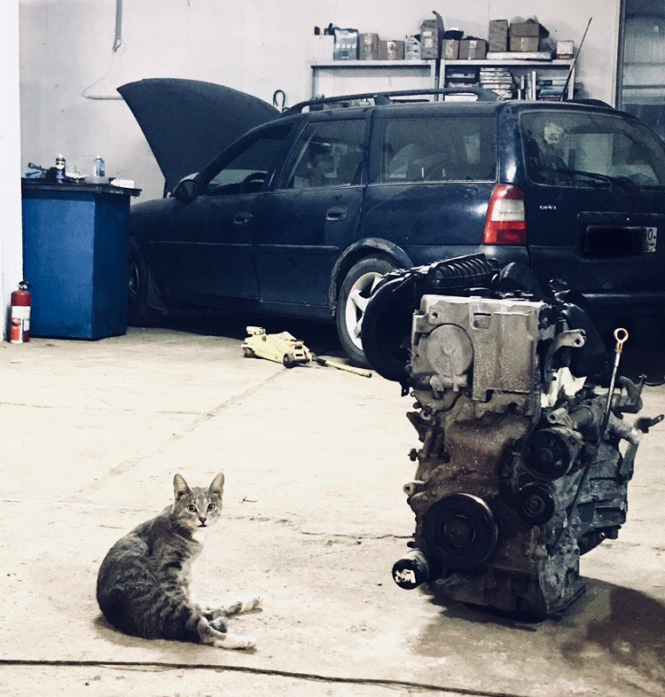 Кот механик. Кот автослесарь. Кот в автомастерской. Коты в автосервисе.