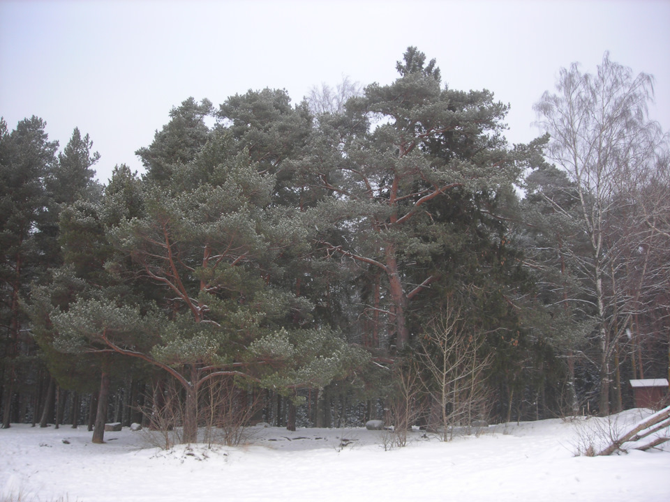 Фото в бортжурнале Renault Sandero 2G