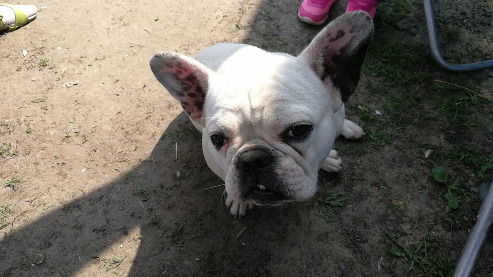 Непонятный звук при пуске двигателя Audi Q5 CNCD 224HP — Audi Q5 (1G ...