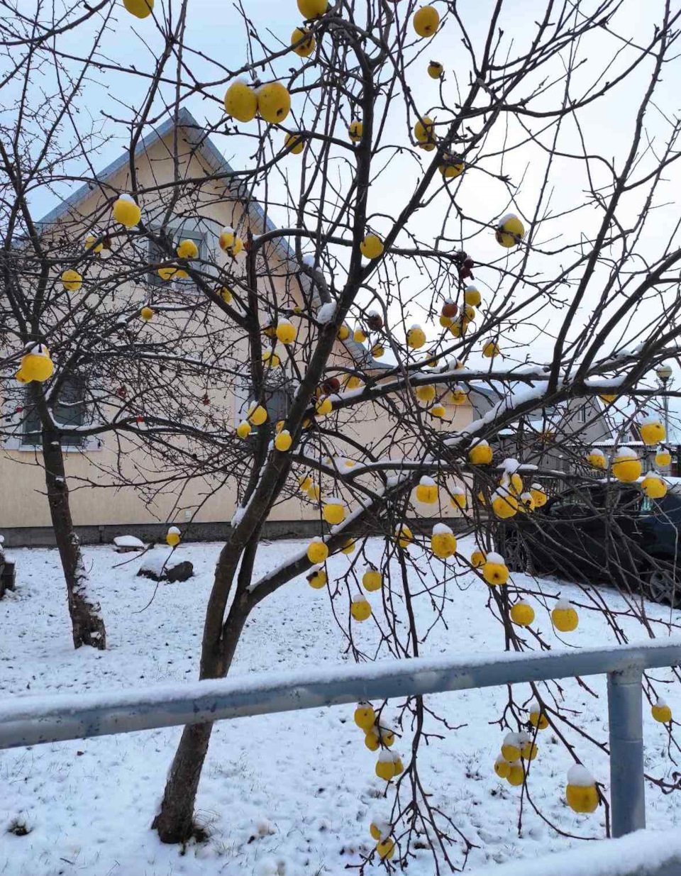 совместно с «зимними» яблоками — Renault Logan Stepway