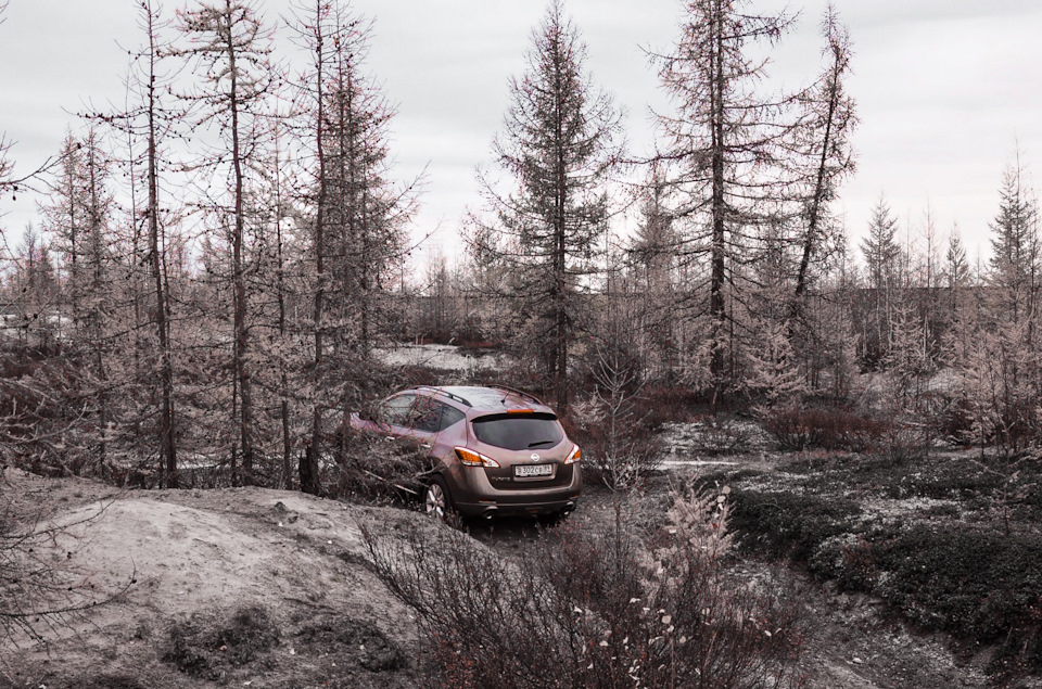 По лесотундре — Nissan Murano II