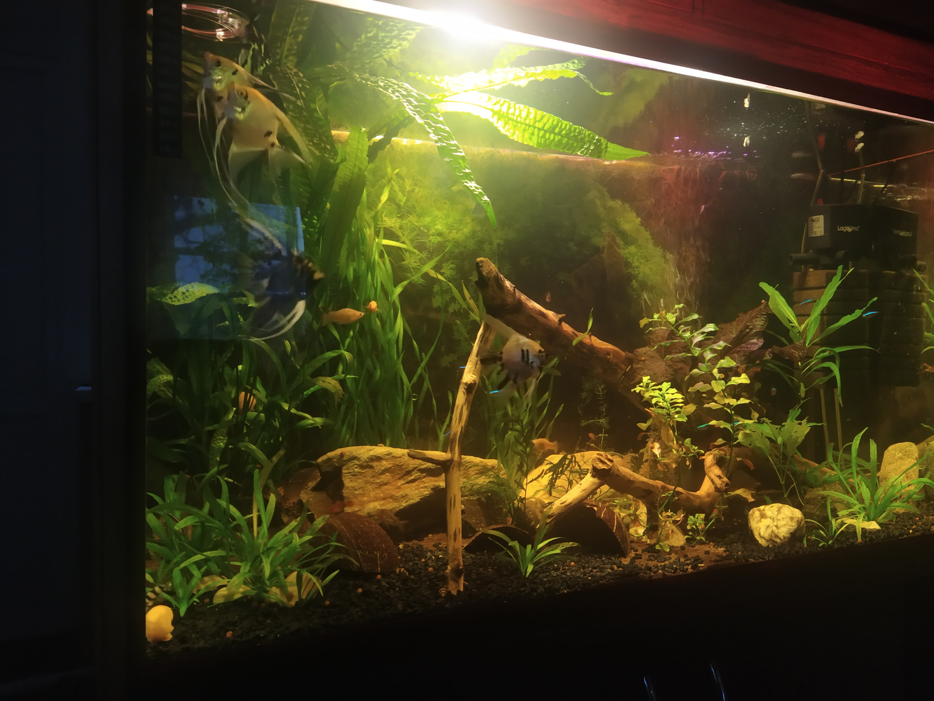 Привет всем. — Сообщество «Аквариум (и его обитатели)» на DRIVE2