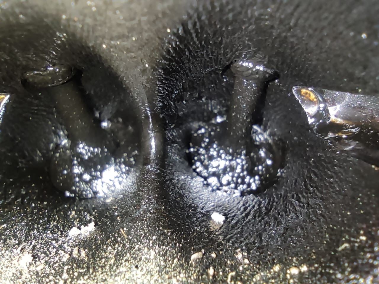 Чистка впускных клапанов от нагара, дроселя, форсунок — Skoda Octavia ...