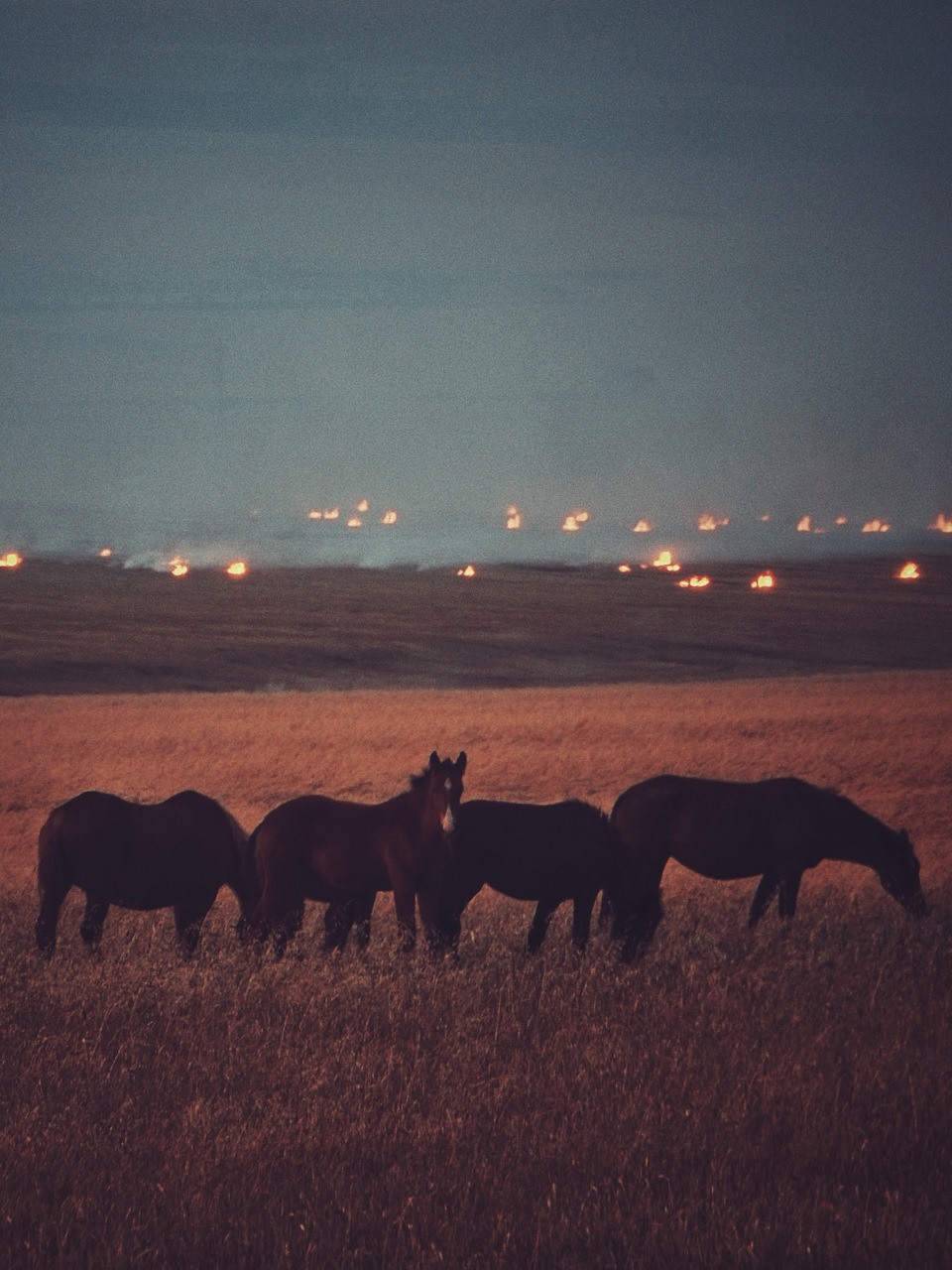 Хакаские пожары и лошадки — Suzuki Alto (8G)