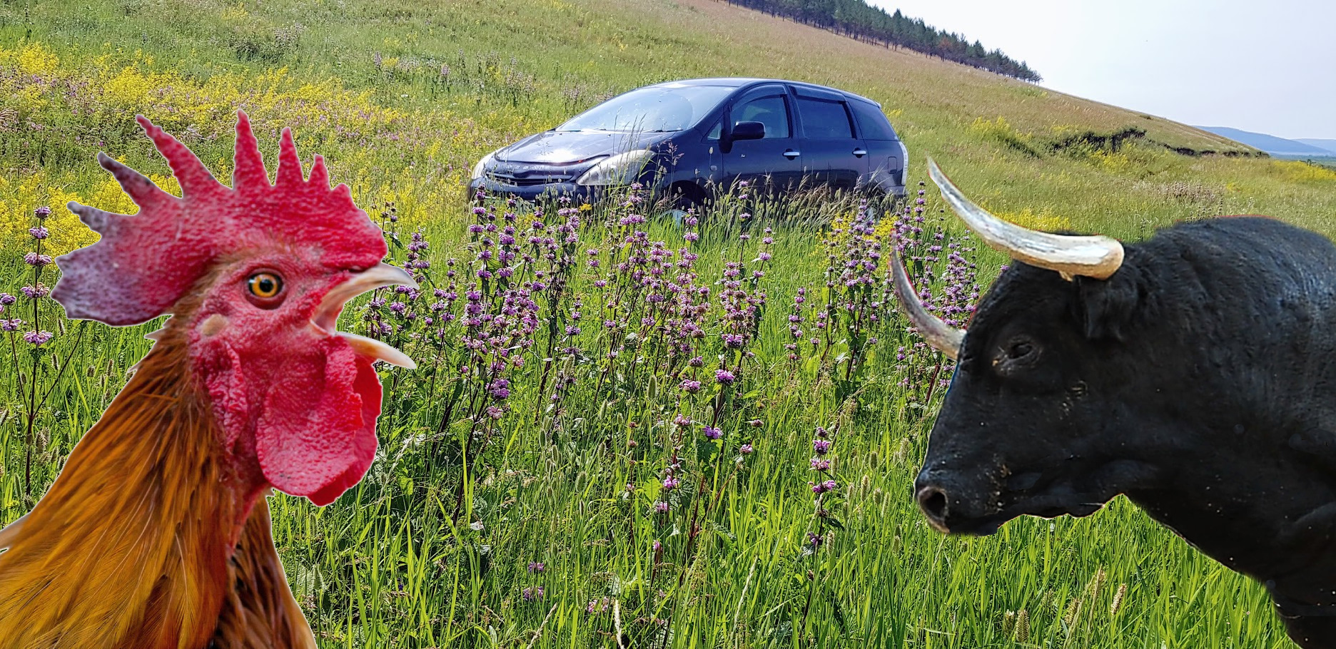 Чёрный в опасносте! 🐂🐔 — Toyota Wish (AE10), 1,8 л, 2008 года |  наблюдение | DRIVE2