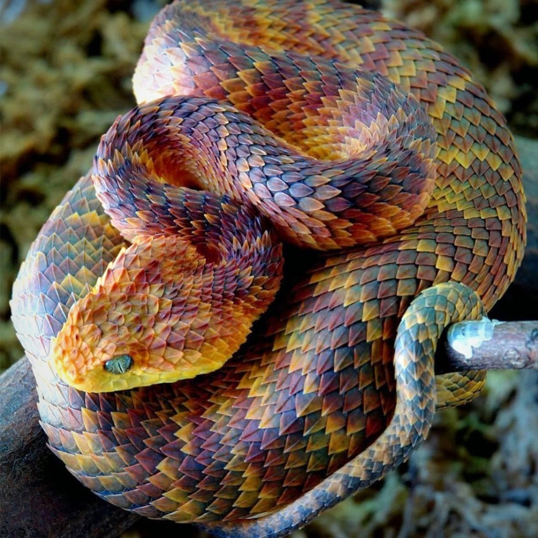 Природа ядовитых змей. Кустарниковая гадюка (Atheris. Шершавая древесная гадюка (Atheris squamigera). Белогубый полоз. Голубая гадюка.
