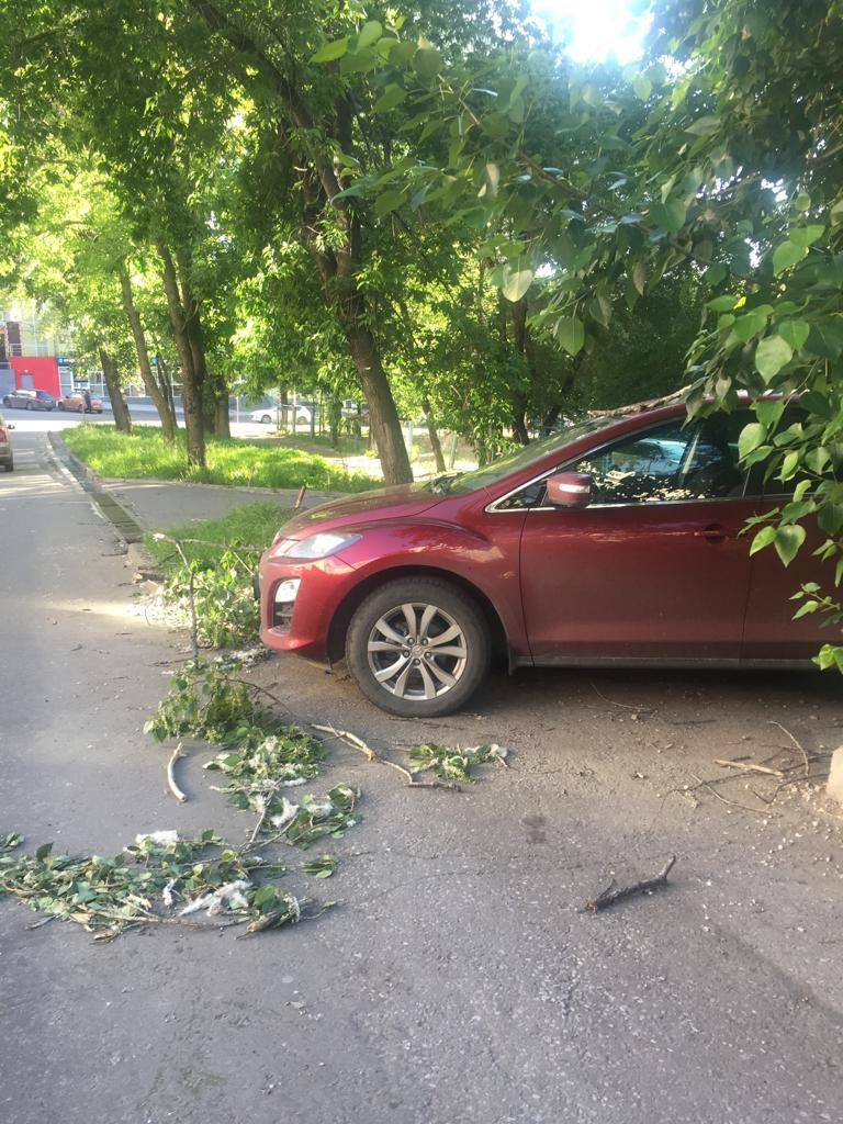 Выиграл суд из за упавших веток на авто — Mazda CX-7, 2,3 л, 2011 года |  ДТП | DRIVE2