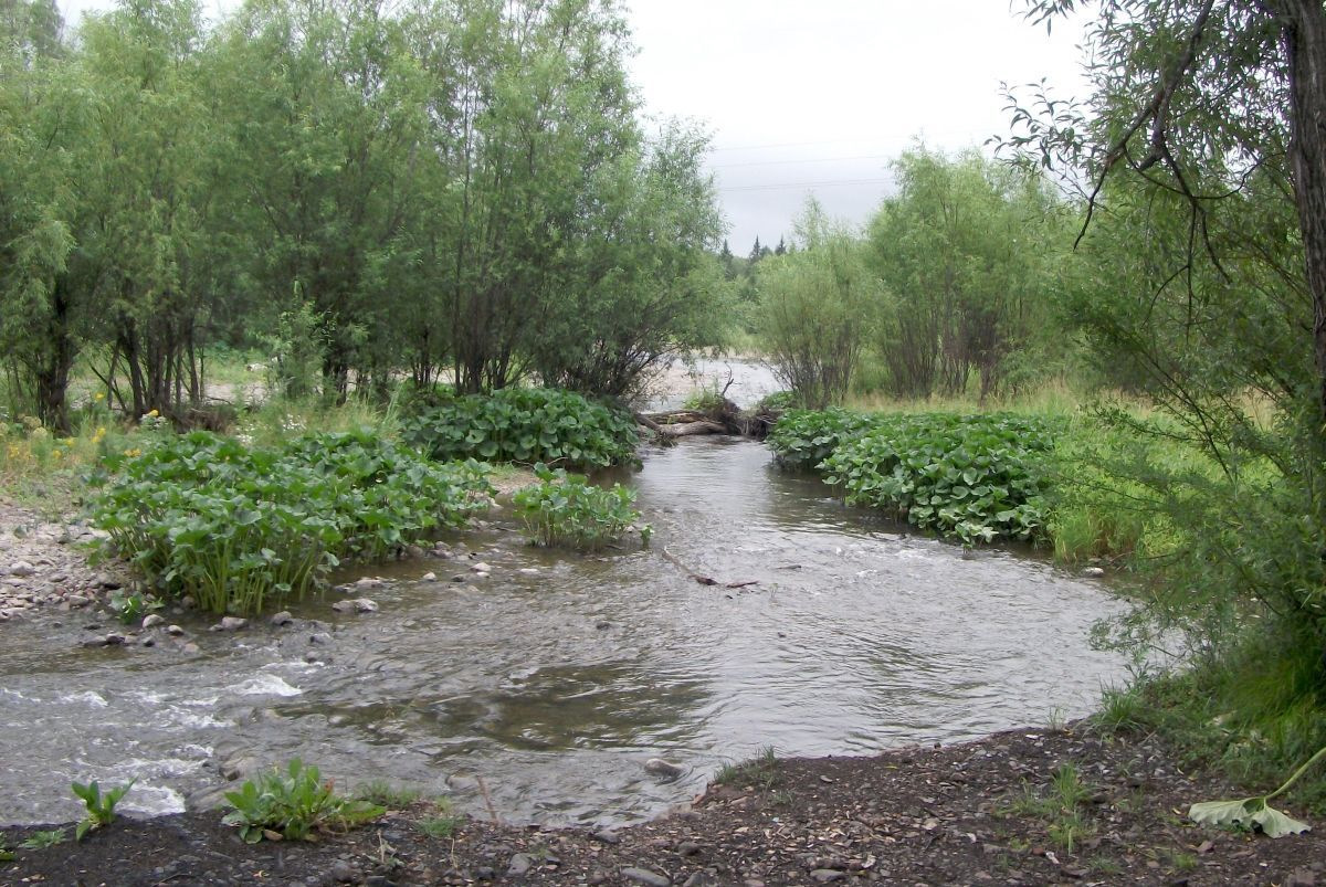 Река кача. Река кача русло. Растение и животные реки кача Красноярск. Кача река зимой. Паводки на реке кача 1983 по 2000.