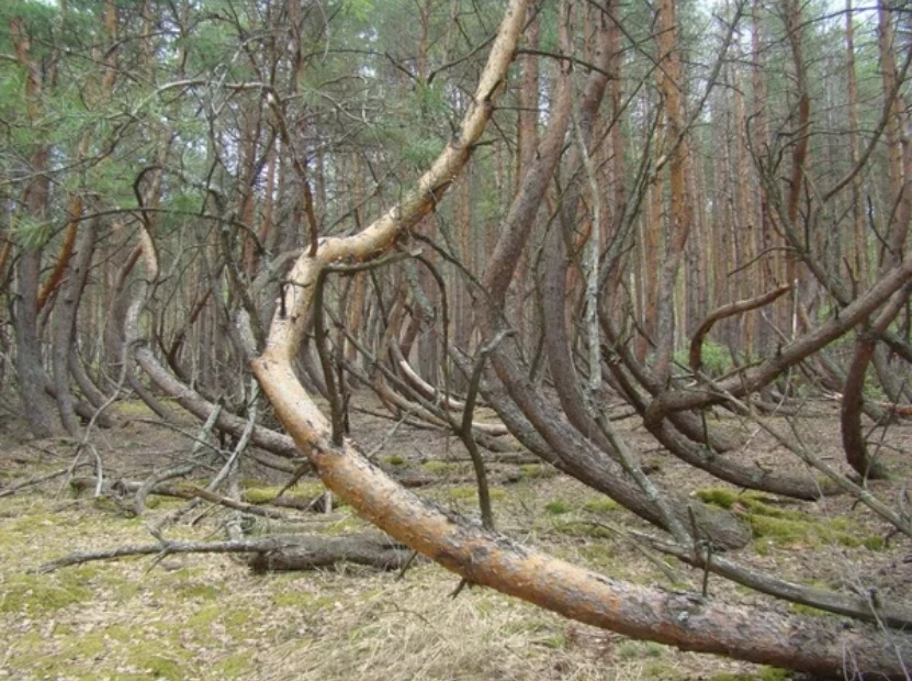 Пьяный лес в рязанской области фото