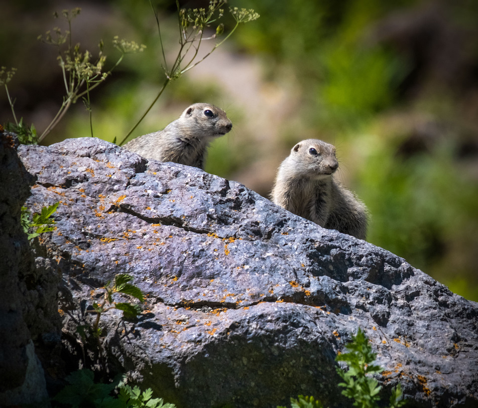 Местные охранники :-) — Renault Kaptur (2020)