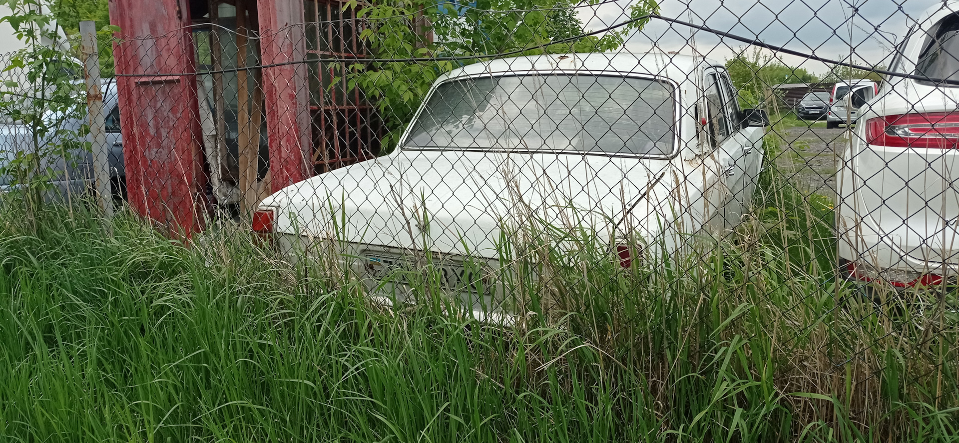 Та самая брошенная Волга в кустах — Сообщество «Брошенные Машины» на DRIVE2