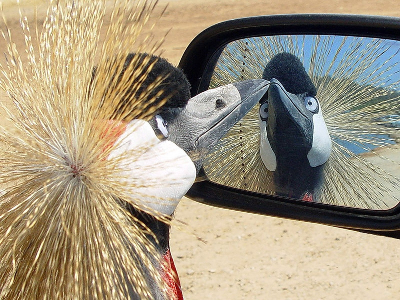 Отражение птицы в зеркале
