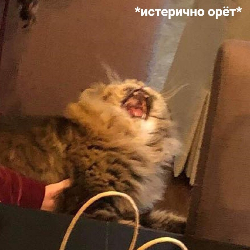 Крики котов