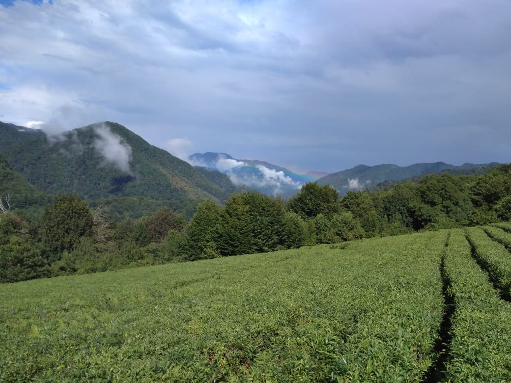 Погода солох аул. Джиппинг Солох аул. Адлер-Солох-аул-Адлер,. Джип-экскурсия в Солохаул через чайные плантациии 5 часов. Больница 2 Солох аул.