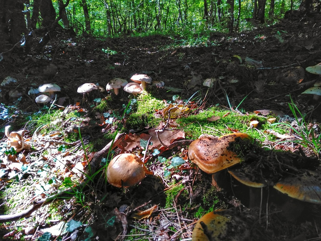 Грибы севастополь. Грибы Марьевского леса Крыма. Крым грибы в лесу. Крымские грибы осенью. Грибы атакуют.