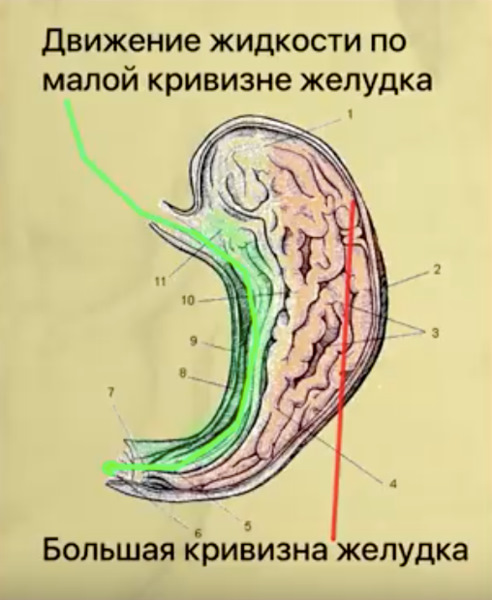 Пить или не пить?! Вот в чем вопрос. — DRIVE2