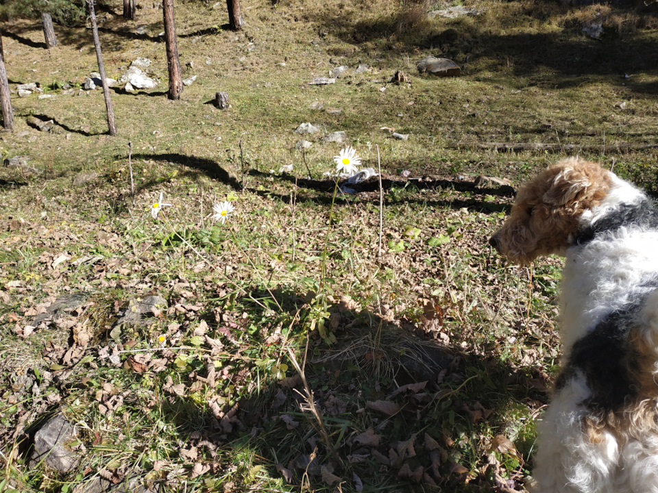 Ромашки в ноябре! — Mitsubishi Pajero (4G)