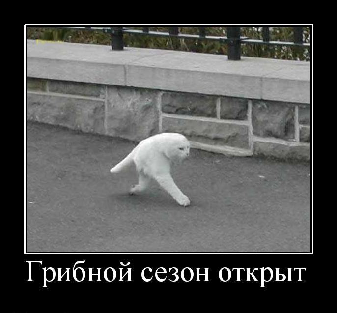 Мем кот белый