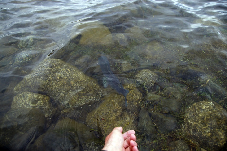 ΡΡΠ±Π° Π² ΡΠ΅ΠΊΠ°Ρ
ΠΌΠΎΠ½Π³ΠΎΠ»ΠΈΠΈ. Π‘ΠΌΠΎΡΡΠ΅ΡΡ ΡΠΎΡΠΎ ΡΡΠ±Π° Π² ΡΠ΅ΠΊΠ°Ρ
ΠΌΠΎΠ½Π³ΠΎΠ»ΠΈΠΈ. Π‘ΠΌΠΎΡΡΠ΅ΡΡ ΠΊΠ°ΡΡΠΈΠ½ΠΊΡ ΡΡΠ±Π° Π² ΡΠ΅ΠΊΠ°Ρ
ΠΌΠΎΠ½Π³ΠΎΠ»ΠΈΠΈ. ΠΠ°ΡΡΠΈΠ½ΠΊΠ° ΠΏΡΠΎ ΡΡΠ±Π° Π² ΡΠ΅ΠΊΠ°Ρ
ΠΌΠΎΠ½Π³ΠΎΠ»ΠΈΠΈ. Π€ΠΎΡΠΎ ΡΡΠ±Π° Π² ΡΠ΅ΠΊΠ°Ρ
ΠΌΠΎΠ½Π³ΠΎΠ»ΠΈΠΈ ΡΡΠ±Π° Π² ΡΠ΅ΠΊΠ°Ρ
ΠΌΠΎΠ½Π³ΠΎΠ»ΠΈΠΈ. Π‘ΠΌΠΎΡΡΠ΅ΡΡ ΡΠΎΡΠΎ ΡΡΠ±Π° Π² ΡΠ΅ΠΊΠ°Ρ
ΠΌΠΎΠ½Π³ΠΎΠ»ΠΈΠΈ. Π‘ΠΌΠΎΡΡΠ΅ΡΡ ΠΊΠ°ΡΡΠΈΠ½ΠΊΡ ΡΡΠ±Π° Π² ΡΠ΅ΠΊΠ°Ρ
ΠΌΠΎΠ½Π³ΠΎΠ»ΠΈΠΈ. ΠΠ°ΡΡΠΈΠ½ΠΊΠ° ΠΏΡΠΎ ΡΡΠ±Π° Π² ΡΠ΅ΠΊΠ°Ρ
ΠΌΠΎΠ½Π³ΠΎΠ»ΠΈΠΈ. Π€ΠΎΡΠΎ ΡΡΠ±Π° Π² ΡΠ΅ΠΊΠ°Ρ
ΠΌΠΎΠ½Π³ΠΎΠ»ΠΈΠΈ