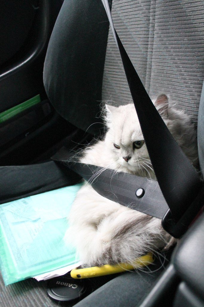 Сравнение GT-FOUR, шкода фабия, форд фокус. Или осваиваем каршеринг ...