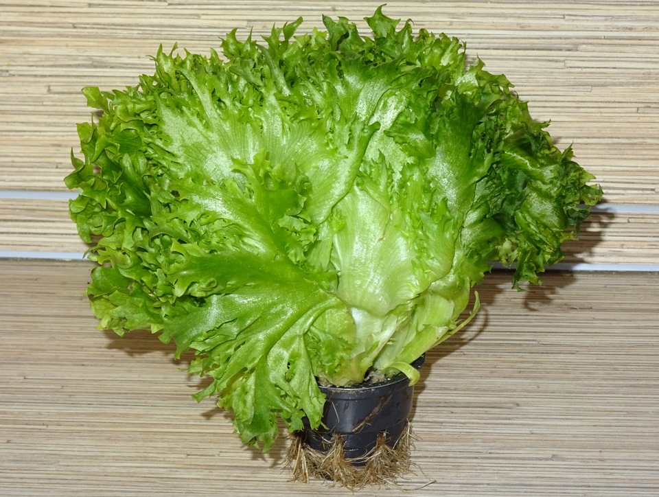 Разновидности листьев салата фото названия