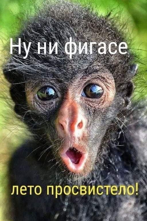 Опорные подшипники передних стоек — Chevrolet Lumina APV, 3,1 л., 1991 ...