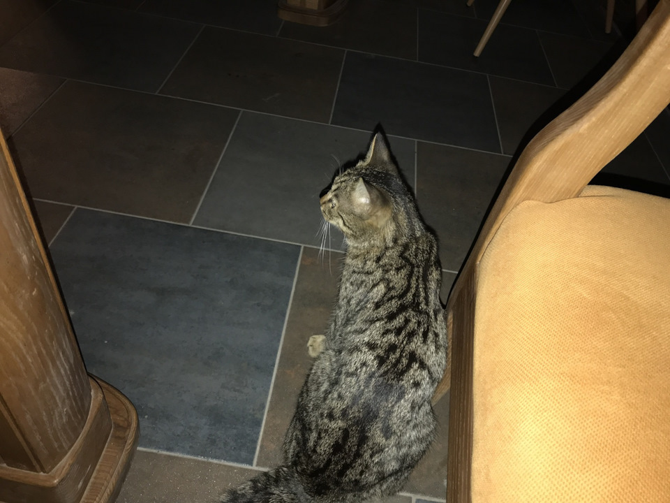 ))) — KIA Sorento (2G)