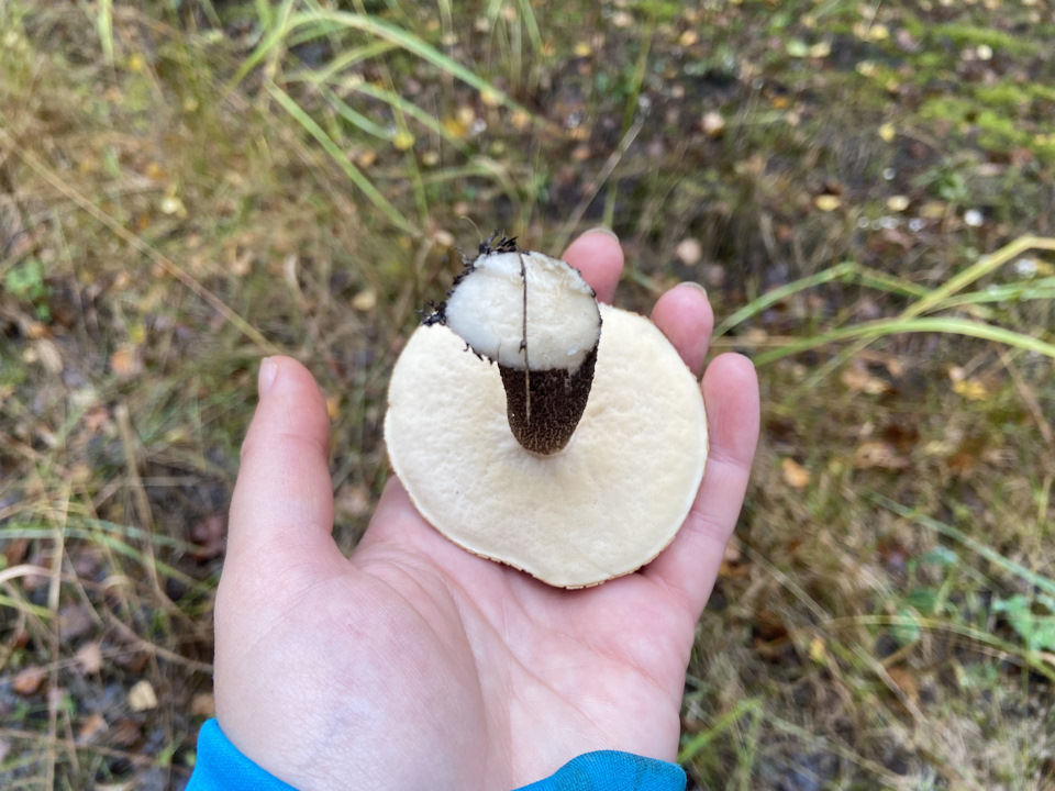 Какие грибы растут на мху
