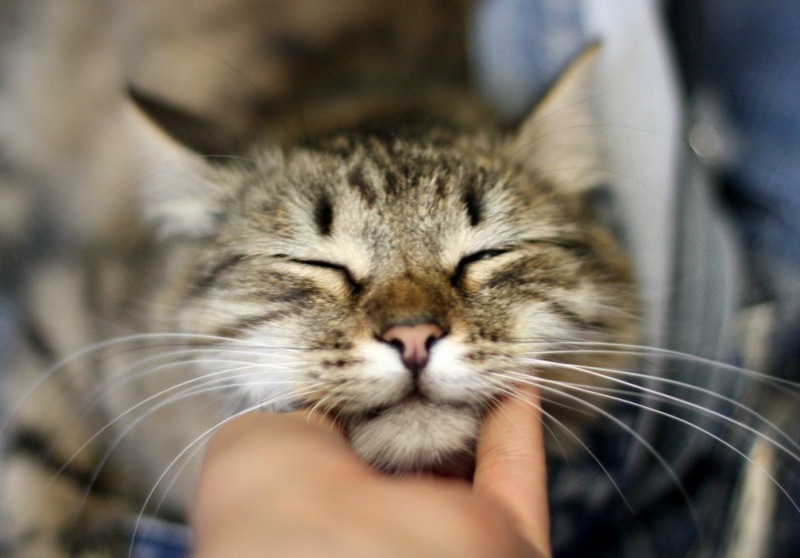 Шевеление котят при беременности: на каком сроке вы впервые это почувствуете?