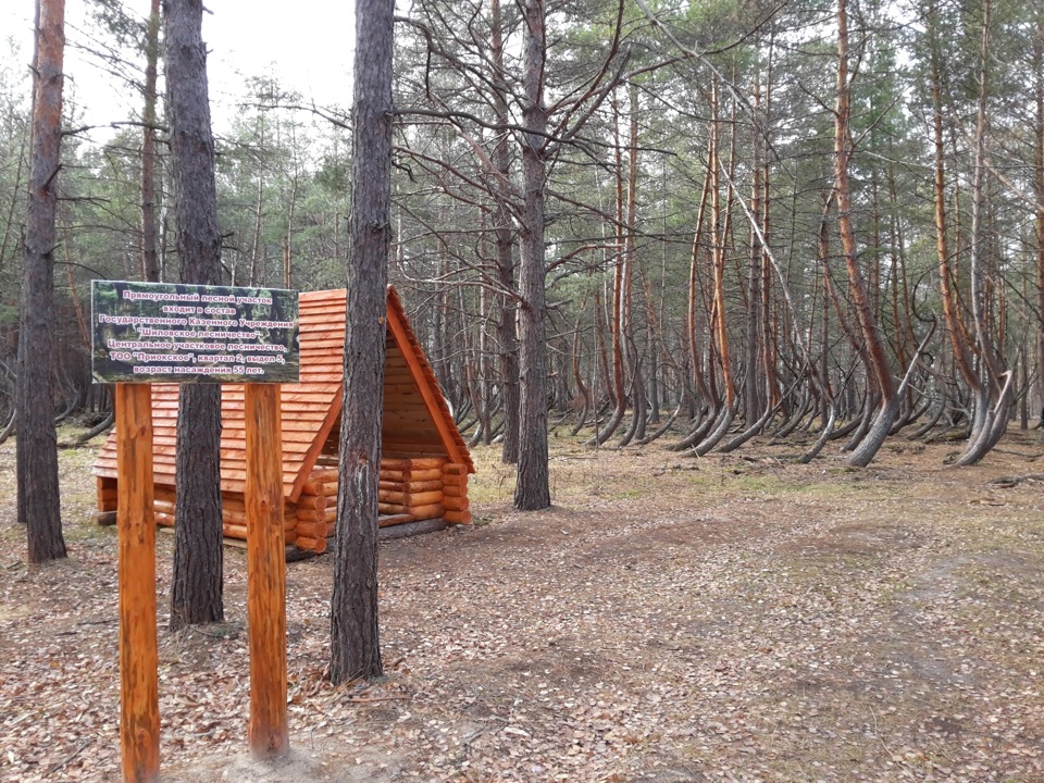 Рязанский танцующий лес