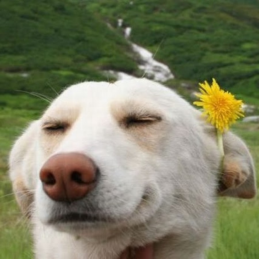 Фото в бортжурнале Saab 9-5 (1G)