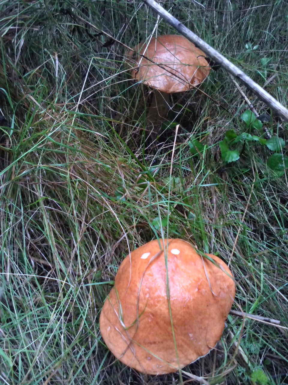 Подосиновик гриб фото ложный