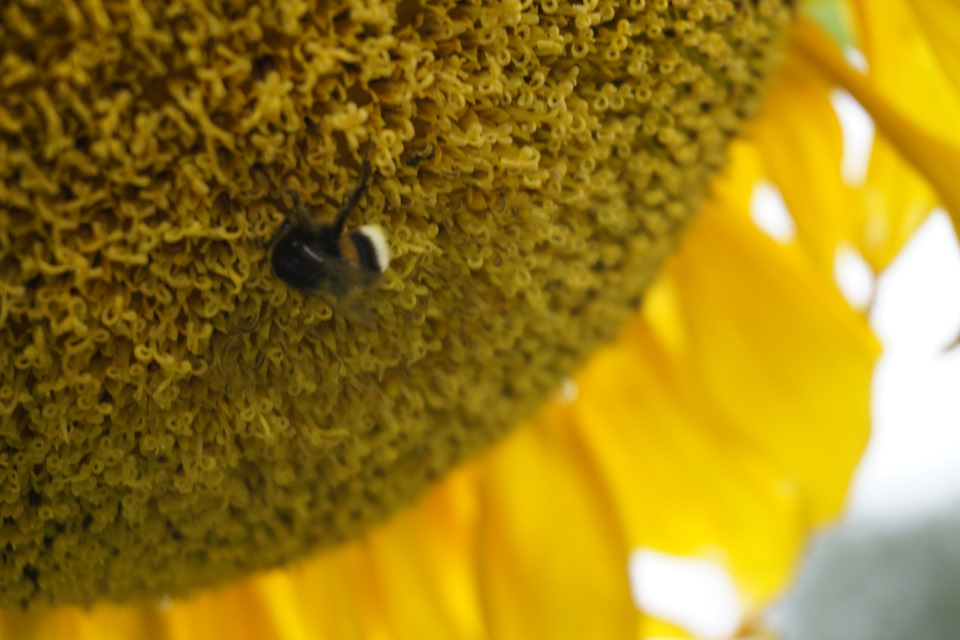 Фото в бортжурнале Nissan Murano II